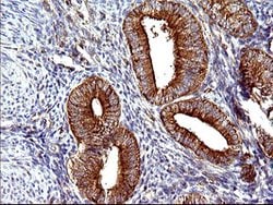 SCAMP2 Mouse anti-Human, Clone: OTI3C2, lyophilized, TrueMAB 100 &mu;g;