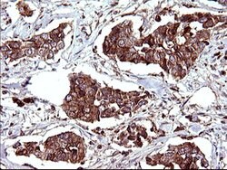 SCAMP2 Mouse anti-Human, Clone: OTI3C2, lyophilized, TrueMAB 100 &mu;g;