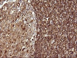 SCAMP2 Mouse anti-Human, Clone: OTI3C2, lyophilized, TrueMAB 100 &mu;g;