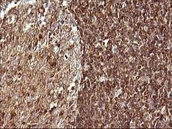SCAMP2 Mouse anti-Human, Clone: OTI3C2, liquid, TrueMAB 100 &mu;L; Unconjugated:Antibodies,