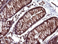 SCAMP2 Mouse anti-Human, Clone: OTI3C2, liquid, TrueMAB 100 &mu;L; Unconjugated:Antibodies,