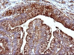 SCAMP2 Mouse anti-Human, Clone: OTI3C2, lyophilized, TrueMAB 100 &mu;g;