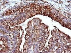SCAMP2 Mouse anti-Human, Clone: OTI3C2, liquid, TrueMAB 100 &mu;L; Unconjugated:Antibodies,