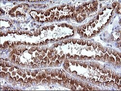 SCAMP2 Mouse anti-Human, Clone: OTI3C2, lyophilized, TrueMAB 100 &mu;g;