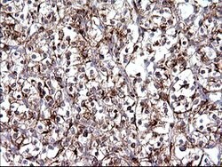 SCAMP2 Mouse anti-Human, Clone: OTI3C2, lyophilized, TrueMAB 100 &mu;g;