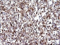 SCAMP2 Mouse anti-Human, Clone: OTI3C2, liquid, TrueMAB 100 &mu;L; Unconjugated:Antibodies,