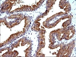 SCAMP2 Monoclonal Antibody (OTI2F1), TrueMAB , OriGene 100 &mu;L; Unconjugated:Antibodies,