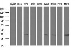 SCAMP2 Monoclonal Antibody (OTI2F3), TrueMAB , OriGene 100 &mu;L; Unconjugated:Antibodies,
