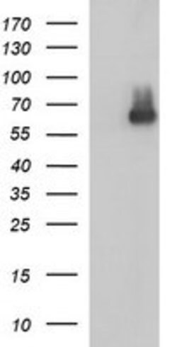 SCARB1 Mouse anti-Human, Clone: OTI1F3, lyophilized, TrueMAB 100 &mu;g | Buy Online | Origene Technologies | Fisher Scientific