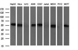 SCARB1 Mouse anti-Human, Clone: OTI1F3, liquid, TrueMAB 100 &mu;L; Unconjugated:Antibodies,