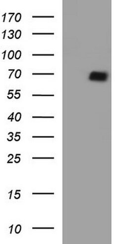SCARB1 Monoclonal Antibody (OTI1G4), TrueMAB , OriGene 100 &mu;L; Unconjugated:Antibodies,