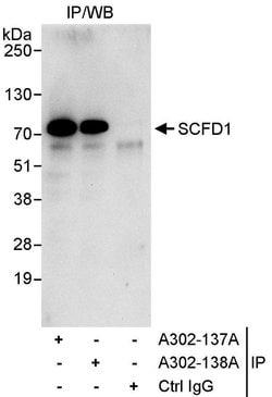 SCFD1 Rabbit anti-Human, Polyclonal, Bethyl Laboratories 10 &mu;L; Unconjugated:Antibodies,