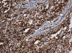 SCFD1 Monoclonal Antibody (OTI1F4), TrueMAB , OriGene 100 &mu;L; Unconjugated:Antibodies,