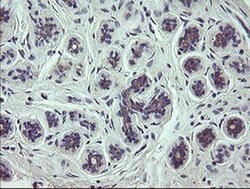 SCFD1 Monoclonal Antibody (OTI3F2), TrueMAB , OriGene 30 &mu;L; Unconjugated:Antibodies,