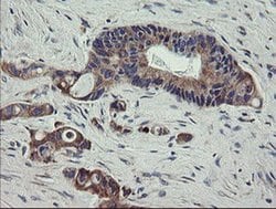 SCFD1 Monoclonal Antibody (OTI3F2), TrueMAB , OriGene:Antibodies:Primary