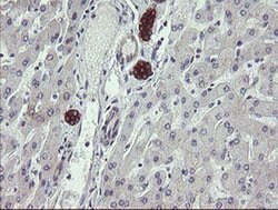 SCFD1 Monoclonal Antibody (OTI3F2), TrueMAB , OriGene 30 &mu;L; Unconjugated:Antibodies,