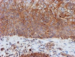 SCFD1 Monoclonal Antibody (OTI5G4), TrueMAB , OriGene 100 &mu;L; Unconjugated:Antibodies,