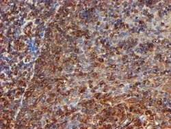 SCFD1 Monoclonal Antibody (OTI5G4), TrueMAB , OriGene 100 &mu;L; Unconjugated:Antibodies,