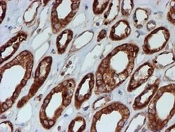 SCFD1 Monoclonal Antibody (OTI5G4), TrueMAB , OriGene 100 &mu;L; Unconjugated:Antibodies,
