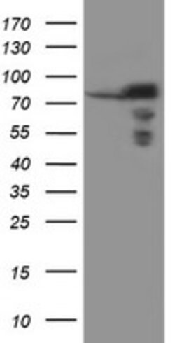 SCFD1 Mouse anti-Canine, Human, Mouse, Rat, Clone: OTI1E2, lyophilized,