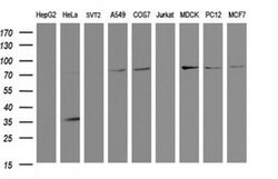 SCFD1 Monoclonal Antibody (OTI2B7), TrueMAB , OriGene:Antibodies:Primary