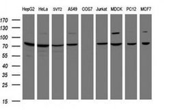 SCFD1 Monoclonal Antibody (OTI1F4), TrueMAB , OriGene 100 &mu;L; Unconjugated:Antibodies,