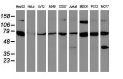 SCFD1 Monoclonal Antibody (OTI5G4), TrueMAB , OriGene 100 &mu;L; Unconjugated:Antibodies,