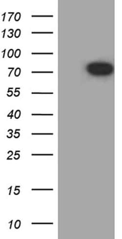 SCG2 Monoclonal Antibody (OTI8A3), TrueMAB , OriGene 30 &mu;L | Buy Online | Origene Technologies | Fisher Scientific