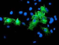 SCHIP1 Monoclonal Antibody (OTI2E7), TrueMAB , OriGene 30 &mu;L; Unconjugated:Antibodies,