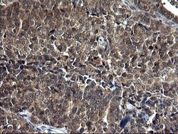 SCP2 Mouse anti-Human, Clone: OTI1E4, lyophilized, TrueMAB 100 &mu;g; Unconjugated:Antibodies,