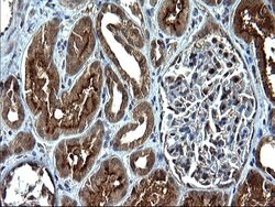 SCP2 Mouse anti-Human, Clone: OTI1E4, lyophilized, TrueMAB 100 &mu;g; Unconjugated:Antibodies,