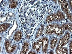 SCP2 Mouse anti-Human, Clone: OTI1D2, liquid, TrueMAB 100 &mu;L; Unconjugated:Antibodies,