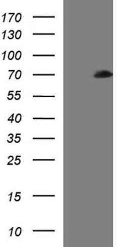 SCP2 Mouse anti-Human, Clone: OTI3H1, lyophilized, TrueMAB 100 &mu;g; Unconjugated:Antibodies,