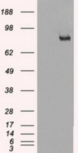 SCYL3 Mouse anti-Human, Clone: OTI7E7, lyophilized, TrueMAB 100 &mu;g;