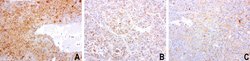 SDCBP Mouse anti-Human, Clone: UMAB69, liquid, UltraMAB 100 &mu;L; Unconjugated:Antibodies,
