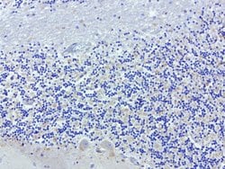 SDCBP Mouse anti-Human, Clone: UMAB69, liquid, UltraMAB 100 &mu;L; Unconjugated:Antibodies,