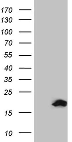 SDHAF1 Monoclonal Antibody (OTI10D5), TrueMAB , OriGene:Antibodies:Primary