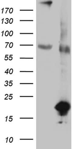 SDHAF1 Monoclonal Antibody (OTI5C1), TrueMAB , OriGene:Antibodies:Primary