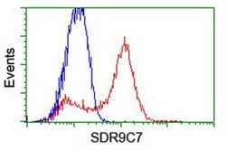 SDR9C7 Monoclonal Antibody (OTI10F11), TrueMAB , OriGene 30 &mu;L; Unconjugated:Anticuerpos