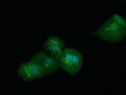 SDR9C7 Monoclonal Antibody (OTI10B4), TrueMAB , OriGene:Antibodies:Primary