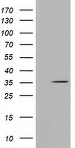 SDR9C7 Monoclonal Antibody (OTI12A11), TrueMAB , OriGene 100 &mu;L; Unconjugated:Antibodies,