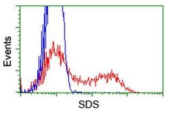 SDS Monoclonal Antibody (OTI3D3), TrueMAB , OriGene 30 &mu;L; Unconjugated:Antibodies,
