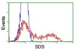 SDS Monoclonal Antibody (OTI4C3), TrueMAB , OriGene 100 &mu;L; Unconjugated:Antibodies,