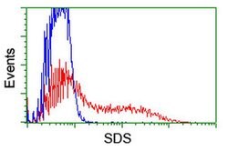 SDS Monoclonal Antibody (OTI1H5), TrueMAB , OriGene 100 &mu;L; Unconjugated:Antibodies,