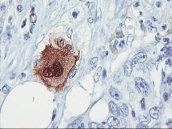 SDS Mouse anti-Human, Clone: OTI2F6, lyophilized, TrueMAB 100 &mu;g; Unconjugated:Antibodies,