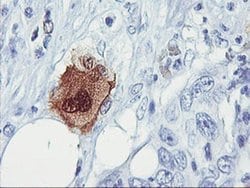 SDS Monoclonal Antibody (OTI2F6), TrueMAB , OriGene 30 &mu;L; Unconjugated:Antibodies,