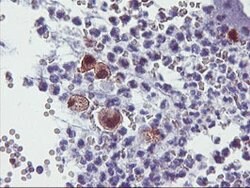 SDS Mouse anti-Human, Clone: OTI2F6, lyophilized, TrueMAB 100 &mu;g; Unconjugated:Antibodies,