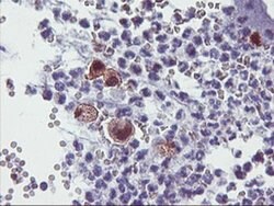 SDS Monoclonal Antibody (OTI2F6), TrueMAB , OriGene 30 &mu;L; Unconjugated:Antibodies,