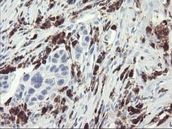 SDS Monoclonal Antibody (OTI4C3), TrueMAB , OriGene:Antibodies:Primary