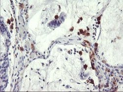 SDS Monoclonal Antibody (OTI4C3), TrueMAB , OriGene 100 &mu;L; Unconjugated:Antibodies,
